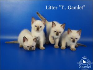 Тайские котята Помет T...Gamlet