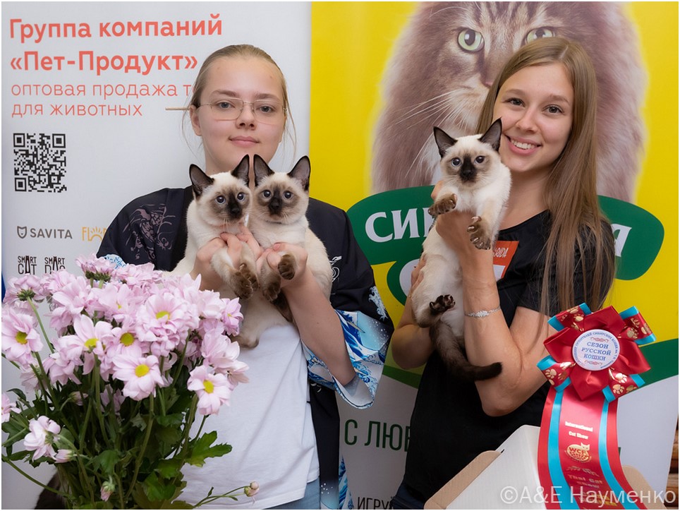 2 июня на выставке кошек