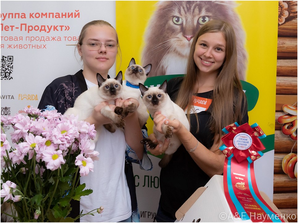 2 июня на выставке кошек