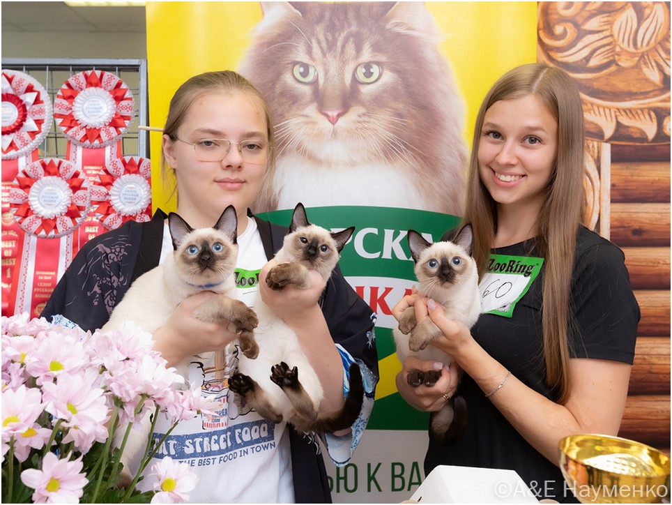 1 июня на выставке кошек