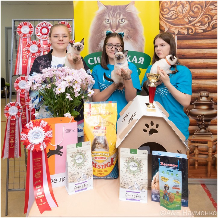 1 июня на выставке кошек