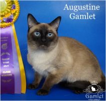 Тайский кот Augustine Gamlet