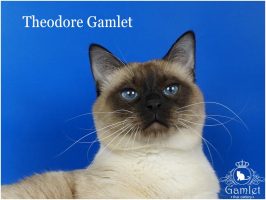 Тайский кот Theodore Gamlet окрас сил-пойнт
