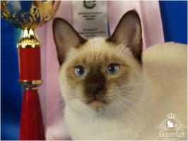 тайская кошка Elizabeth Gamlet