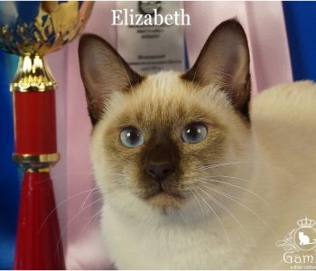 тайская кошка Elizabeth Gamlet окрас шоколад-пойнт