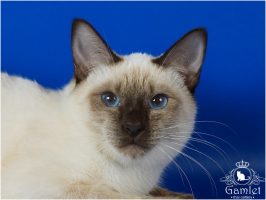 DSC07521xx (Копировать)