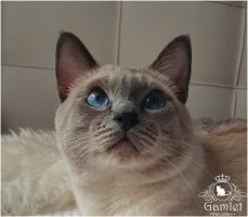 IMG-20230821-WA0010 (Копировать)